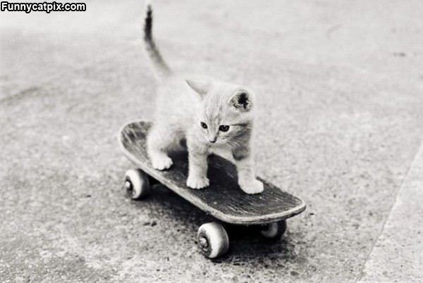 Kitten Skateboarder