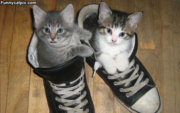 Kitten Sneakers