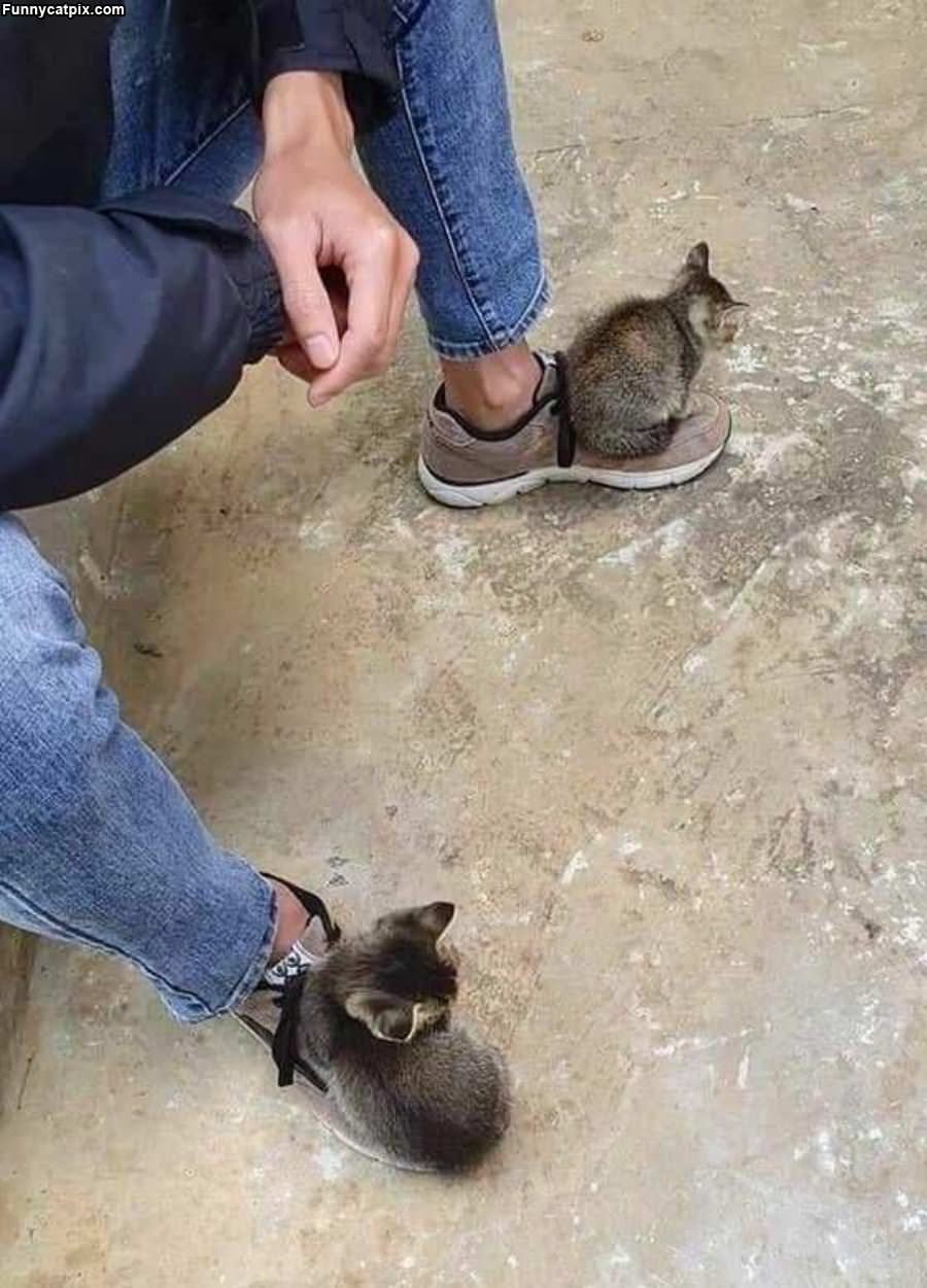 Kitten Sneakers