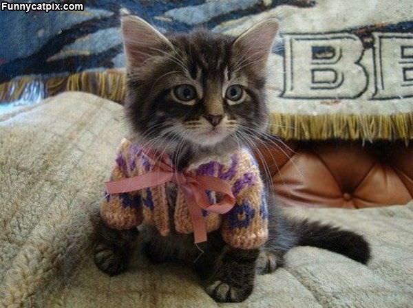 Kitten Sweater