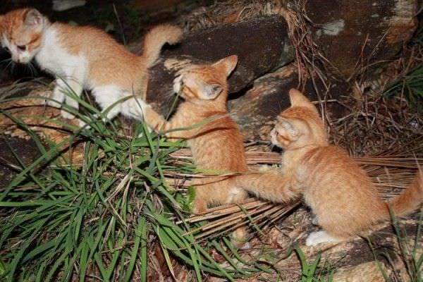 Kitten Train