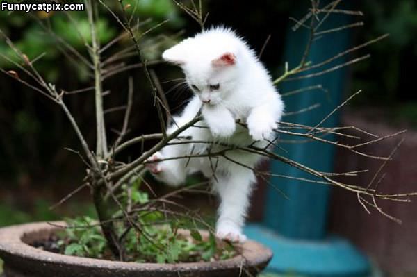 Kitten Tree Climb