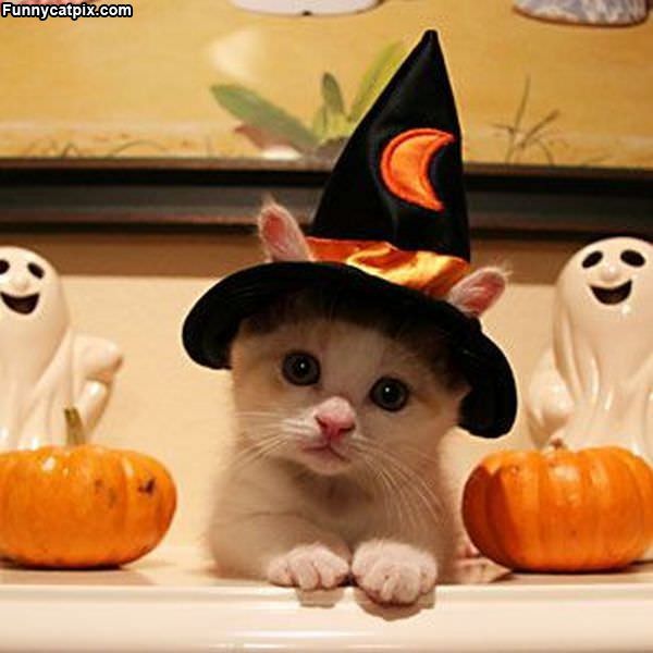 Kitten Witch