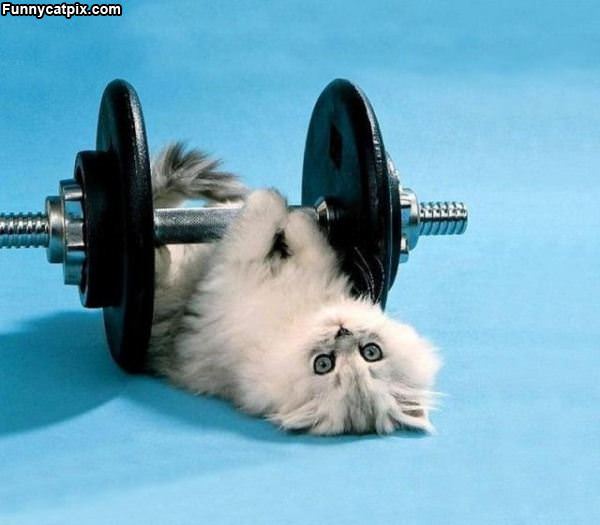 Kitten Work Out