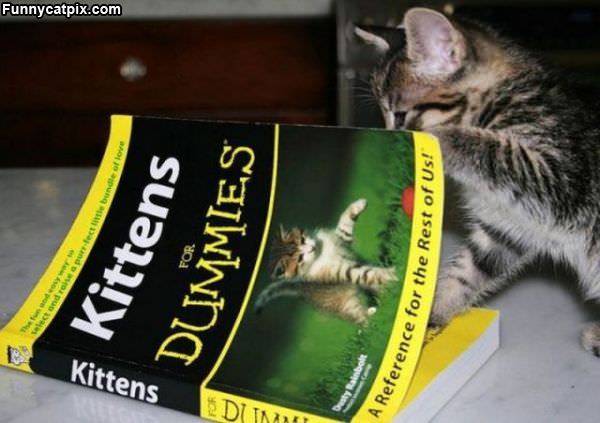 Kittens For Dummies