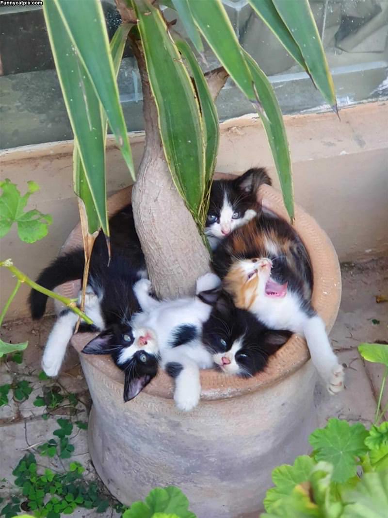 Kittens In A Pot
