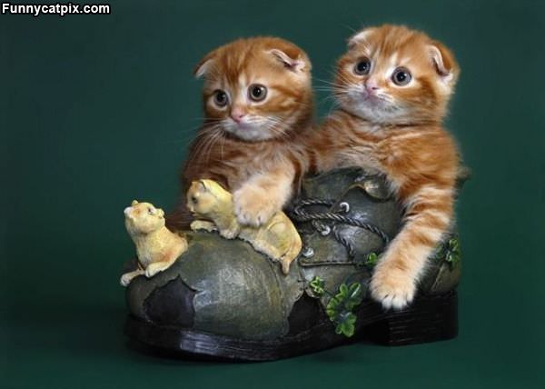 Kittens In A Shoe