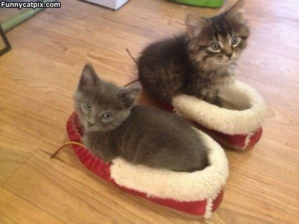 Kittens In Slippers