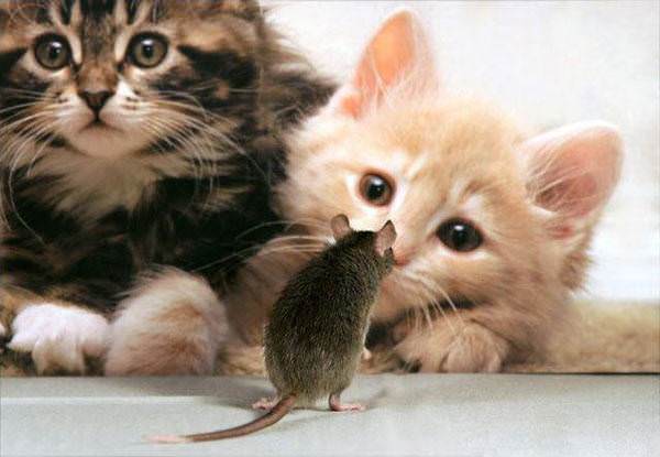 Kitten  Vs Mouse