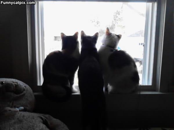 Kitties In The Window