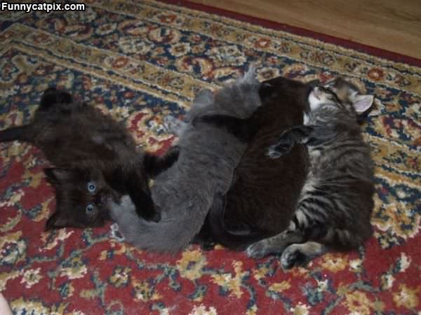 Kitty Bundle