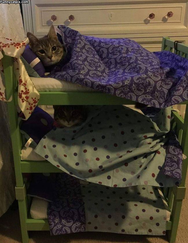 Kitty Bunks