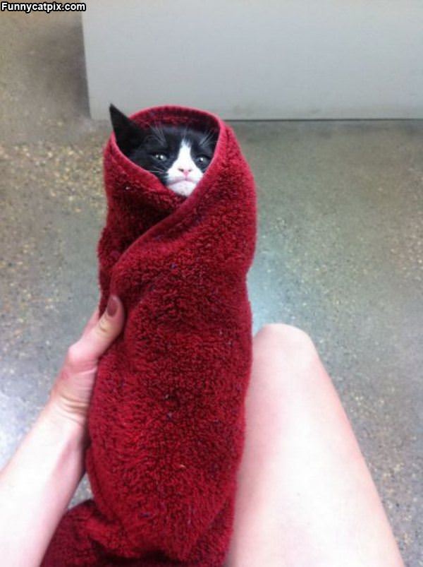 Kitty Burrito