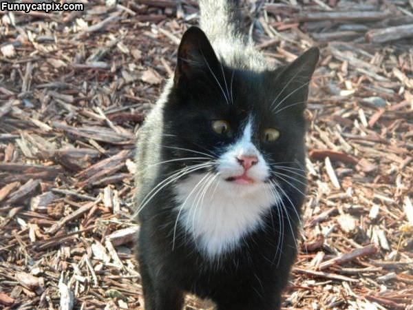 Kitty Cross Eyed