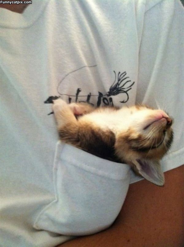 Kitty Pocket