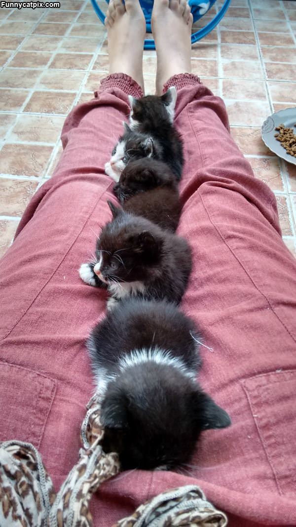 Kitty Row