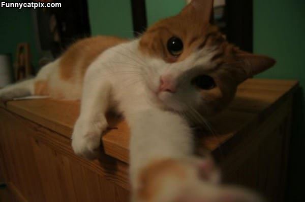 Kitty Self Pic