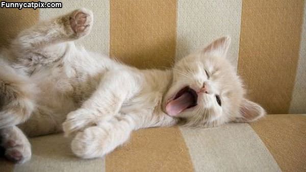 Kitty Yawn