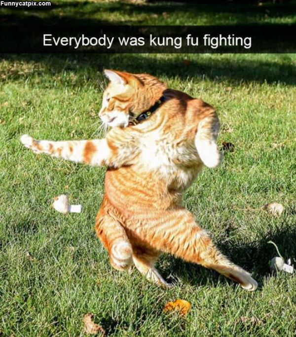 Kung Fu Cat