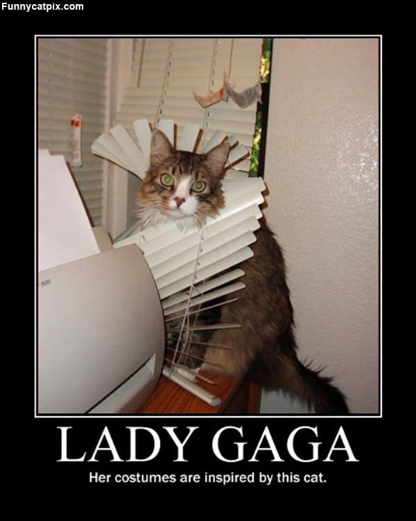 Lady Gaga Cat
