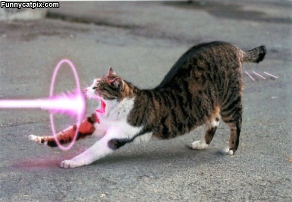 Laser Beam Kitty