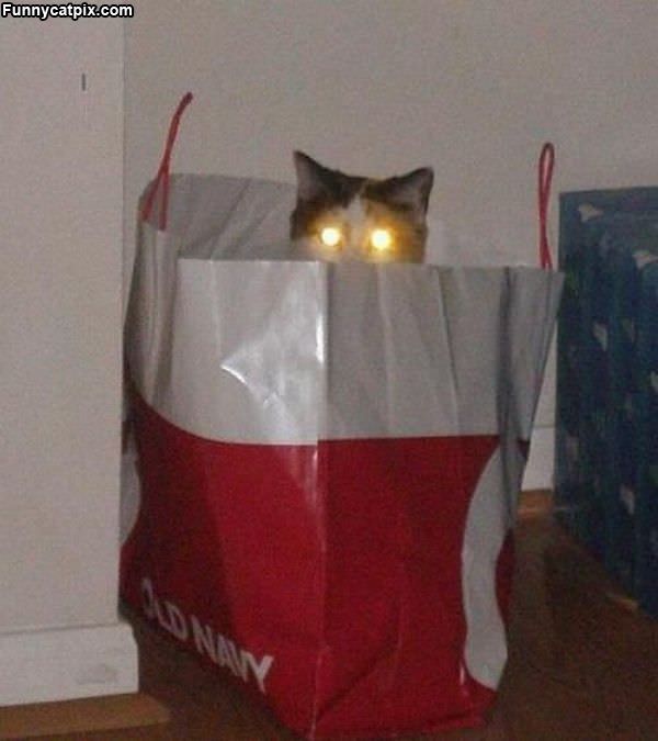 Laser Cat