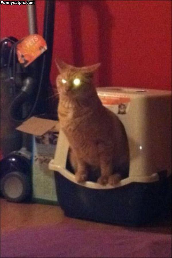 Laser Cat