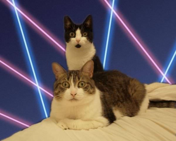 Laser Cats