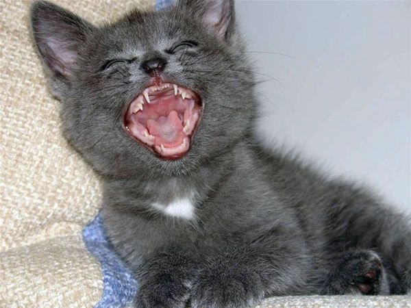 Laughing Cat