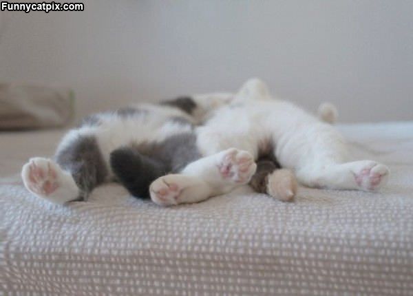 Laying Around laying-around