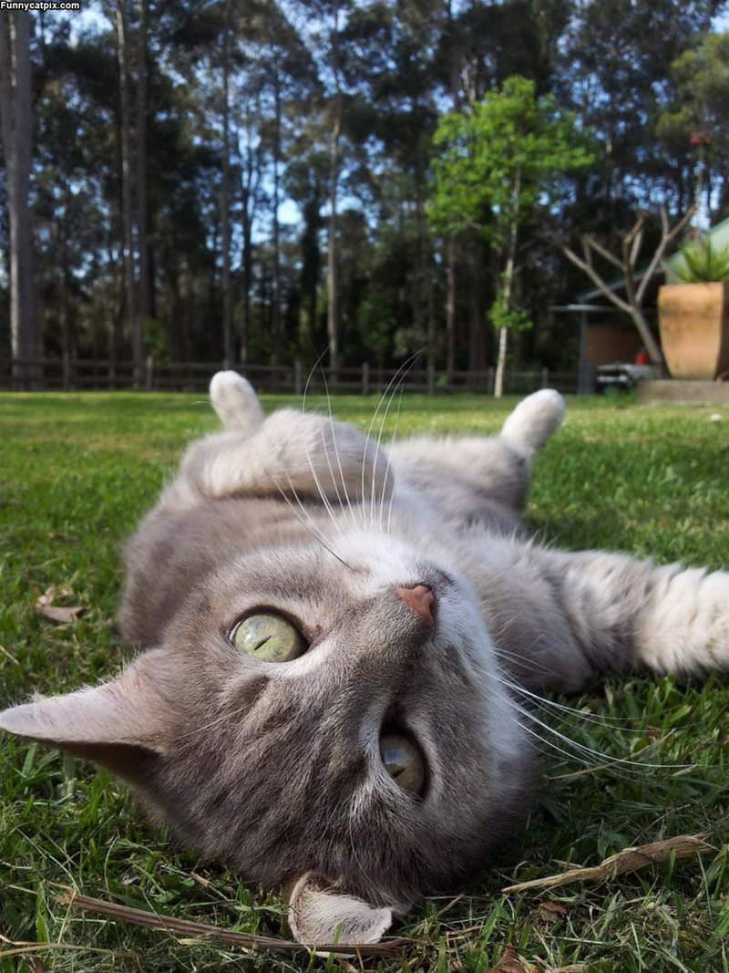 Laying Around Relaxing