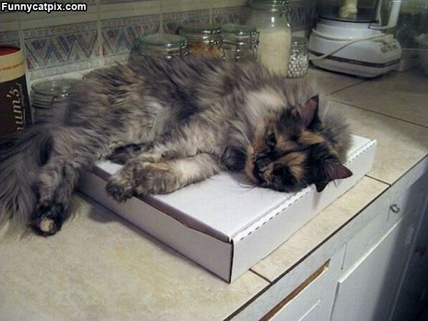 Lazy Pizza Box Days