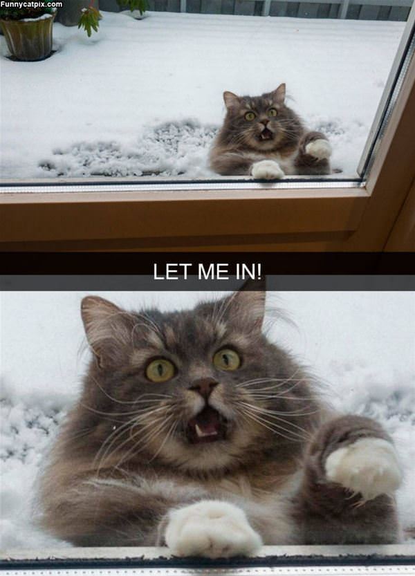 Let Me In