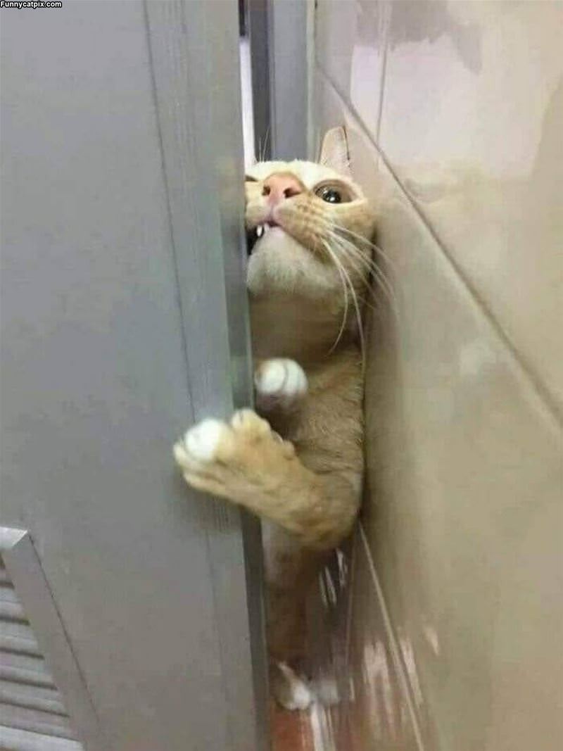 Let Me In