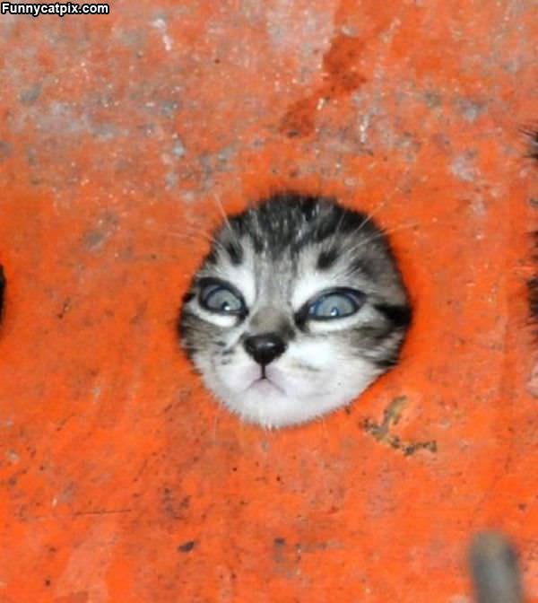 Let Me Out Of Here Kitten