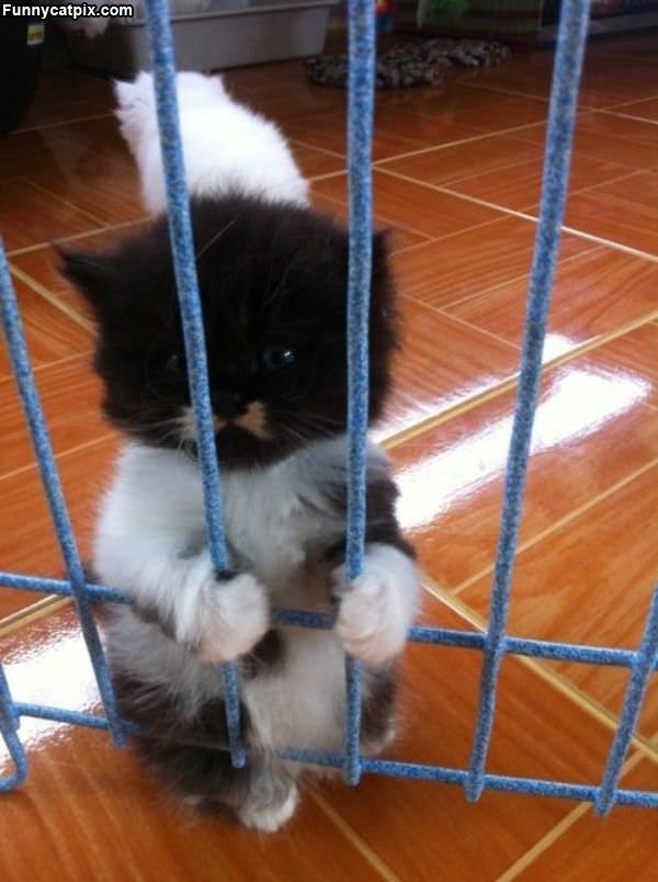 Let Me Out Please