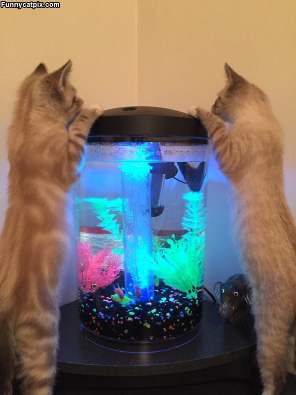Lets Go Fishing