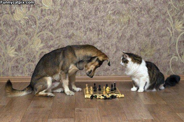 Lets Play Some Chess