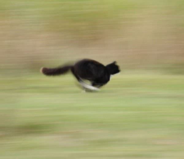 Lightspeed Cat