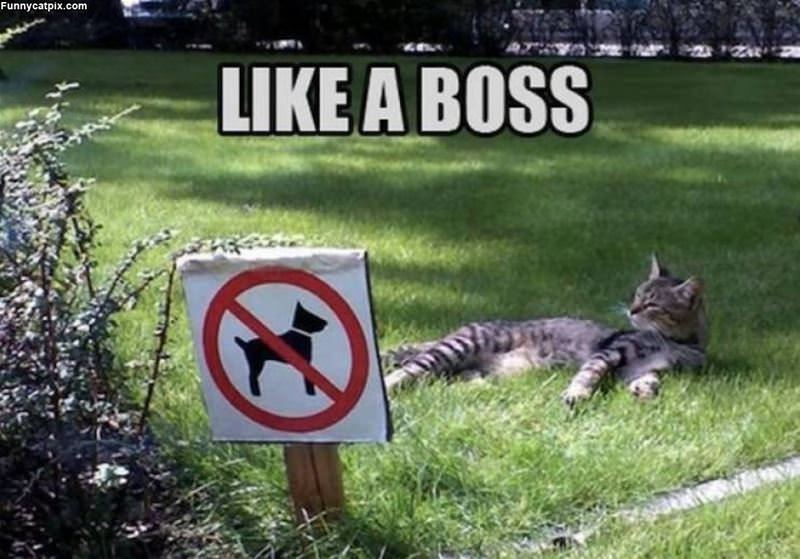 Like A Boss