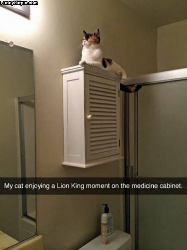 Lion King Moment