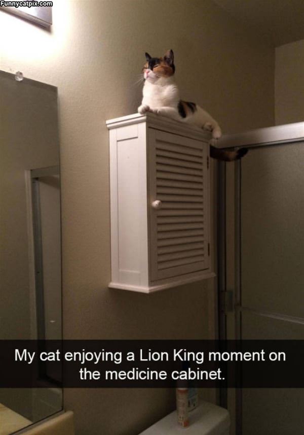 Lion King Moment