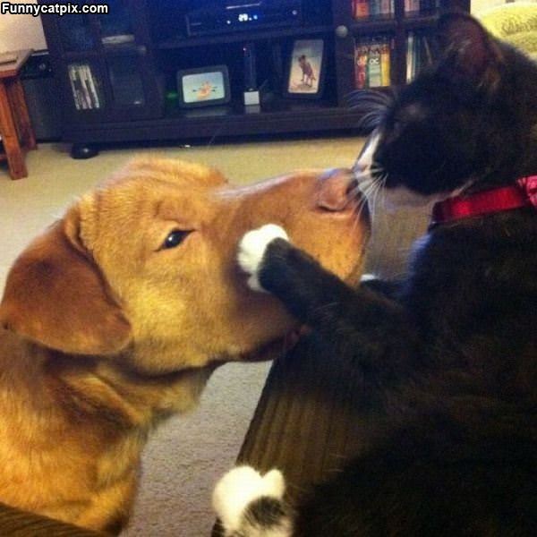 Listen To Me Dog