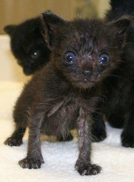 Little Black Kitten