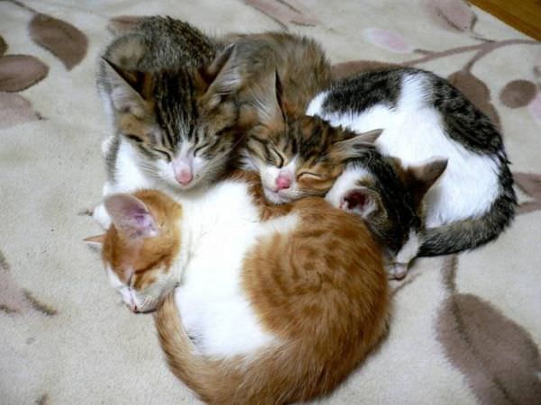 Little Kittens
