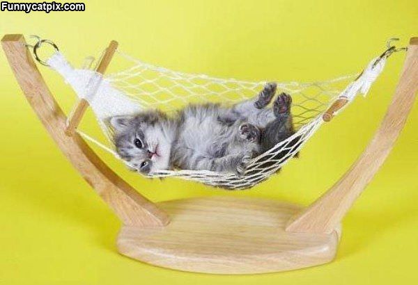 Little Kitty Nap