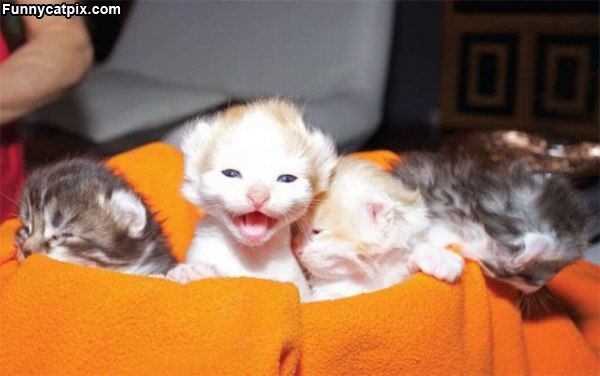 Little Meows