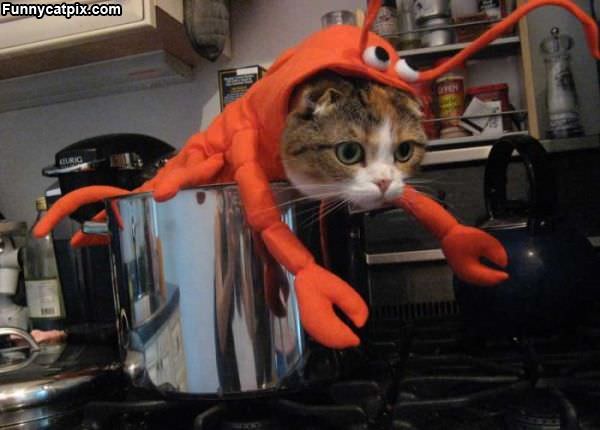 Lobster Cat