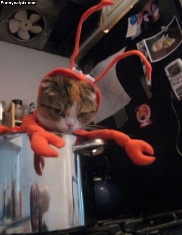 Lobster Cat