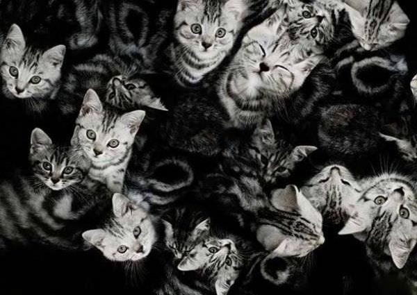 Lots Of Cats